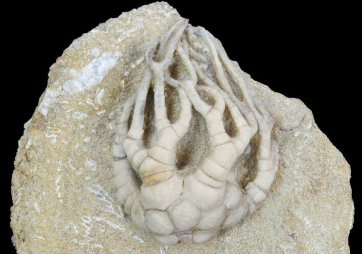 Crinoid (Cyathocrinites) Fossil - Crawfordsville, Indiana #122951